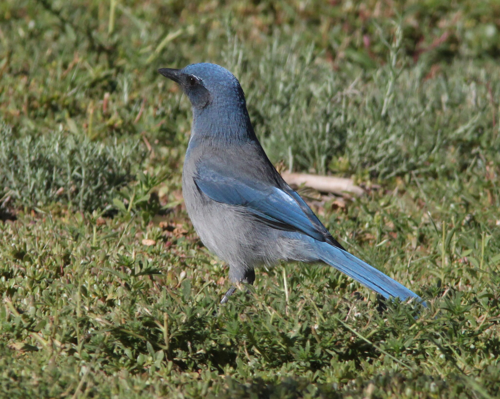 image Woodhouse's Scrub-Jay